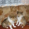 edinka a elinka
